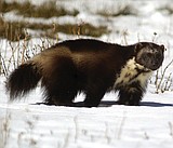 Decision on wolverine protection delayed