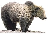 Stable grizzly population despite two mortalities in region