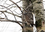 bird count 2.JPG