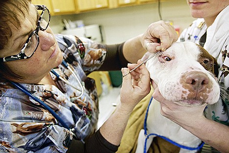 &lt;p&gt;Colette Bergam, a veterinarian at the Kootenai Humane Society, removes stitches Wednesday from a two-year-old dog named Cowboy. The dog underwent a procedure to help relieve an eye condition which causes the eye lids to roll into the eye.&lt;/p&gt;