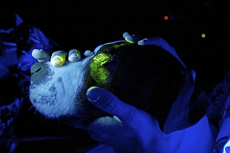 &lt;p&gt;A black light is used to check the condition of a dog's eye after undergoing a surgery.&lt;/p&gt;