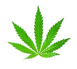 State sees big increase in pot license applicants