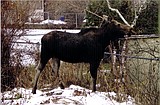 Moose mania