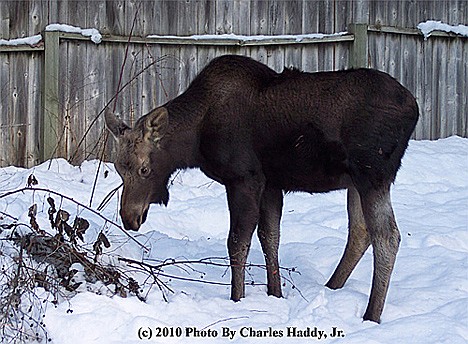 &lt;p&gt;A young moose wandered into Charles Haddy's yard in Hayden, and stayed for a week.&lt;/p&gt;