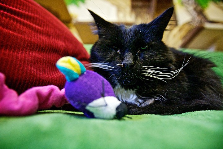 &lt;p&gt;JEROME A. POLLOS/Press Lucky Lady, a cat who has been at the Kootenai Humane Society shelter for a year, was adopted Tuesday.&lt;/p&gt;