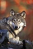 Group pushes for nationwide wolf restoration