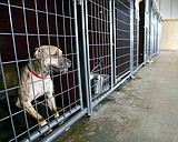 Royal Citydog ordinance fines cost $400