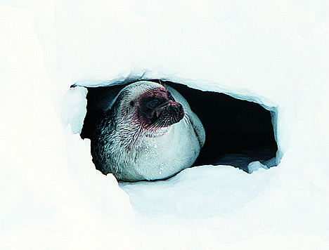 <p>A ringed seal looks out of a snow cave on the ice off of Barrow, Alaska, in 2001. Ringed seals and bearded seals in the Arctic Ocean will be listed as threatened under the Endangered Species Act.</p>