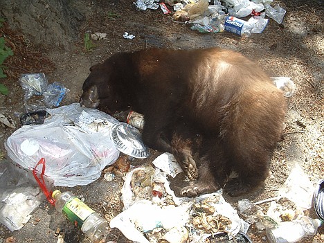 &lt;p&gt;This bear was killed by a western Bonner County landowner who told authorities it was trying to break into his home. Note the trash strewn about.&lt;/p&gt;