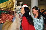 Ephrata HS fundraiser finishes with llama kiss