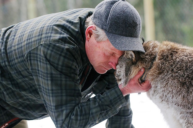 &lt;p&gt;Kevin Moore pets his Canada Lynx at his home near Creston. Dec. 19, 2013 in Creston, Montana. (Patrick Cote/Daily Inter Lake)&lt;/p&gt;