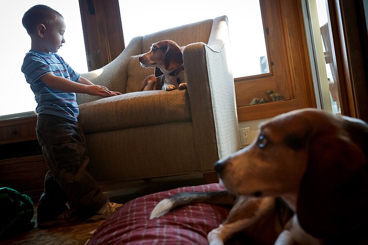 &lt;p&gt;Daniel Behrens, 2, plays with his father's two beagles Thursday at a foster care provider's home in Hayden.&lt;/p&gt;