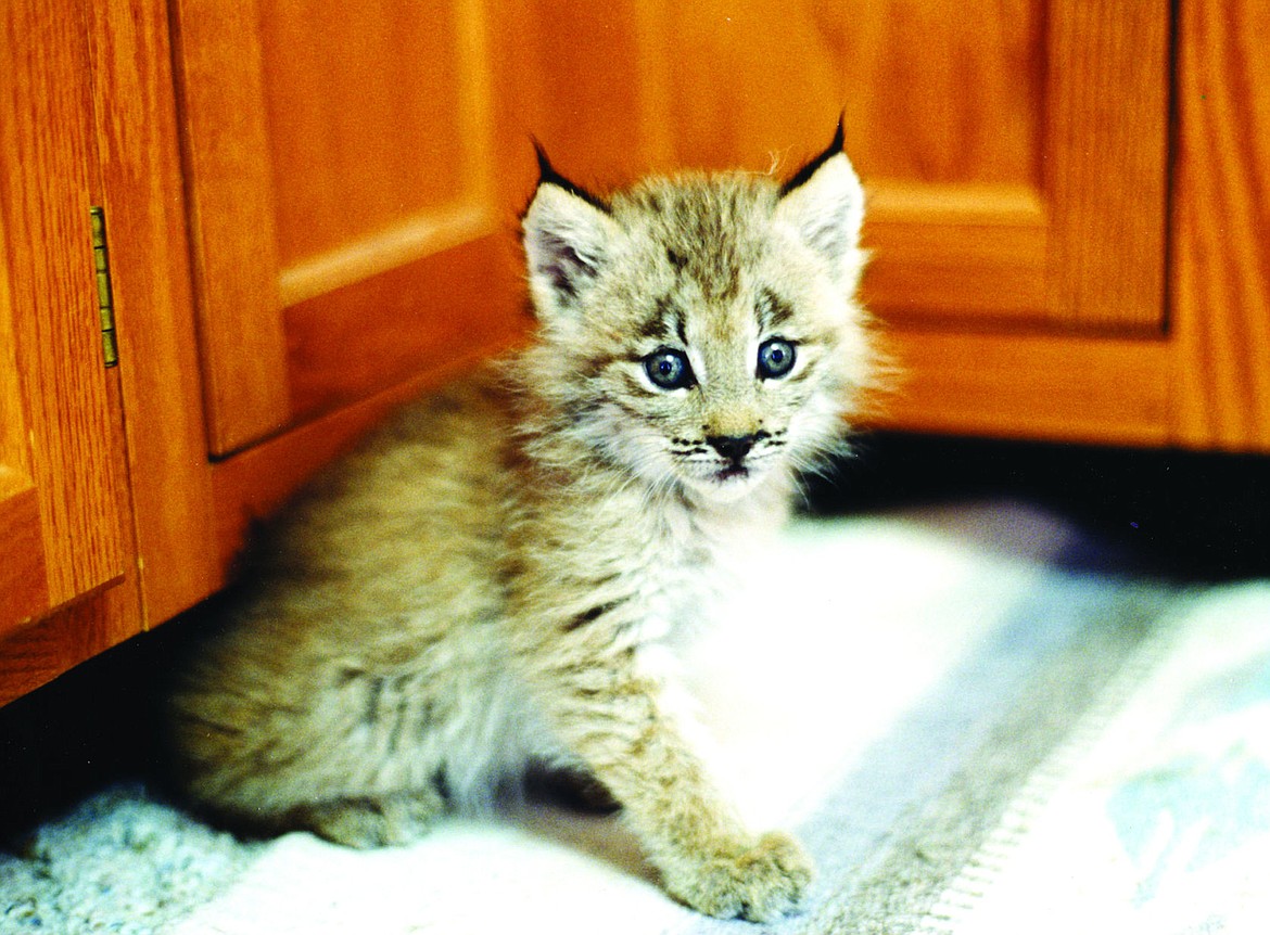 &lt;p&gt;Misha, Kevin Moore&#146;s pet Canada lynx, was a cuddly kitten at 7 weeks old in 1994.&lt;/p&gt;