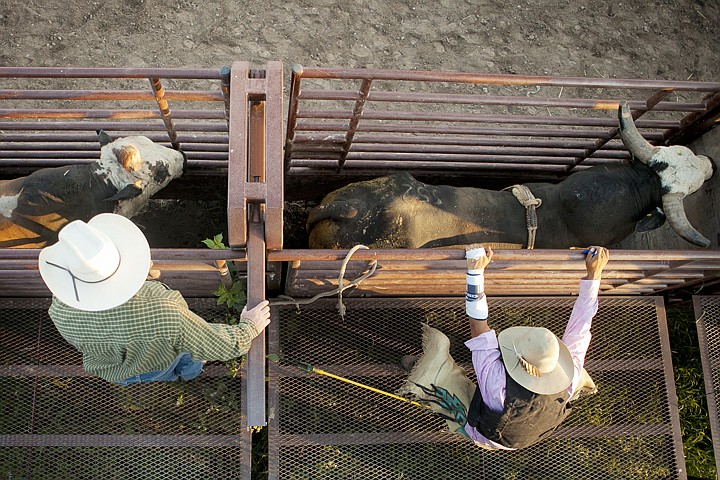 &lt;p&gt;Jarret Jacobi, right, stretches before his bull ride during the
first round of the Columbia Falls Heritage Days NRA Rodeo at the
Blue Moon Arena July 29.&lt;/p&gt;