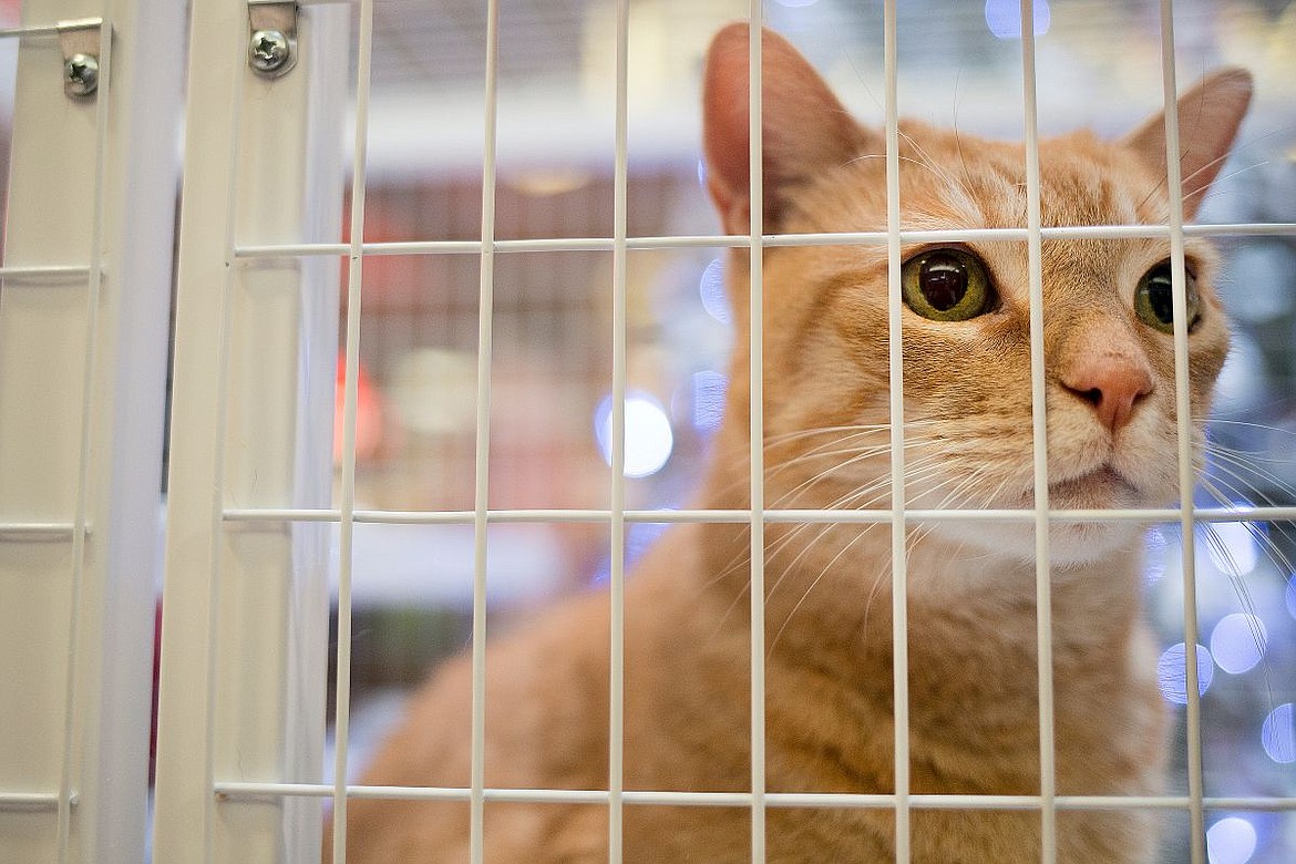 &lt;p&gt;Weasley the 11-year-old orange tabby cat waits for his new owners after he was adopted at &quot;Holiday with the Humane Society,&quot; a pet adoption and fundraising event for the Kootenai Humane Society, on Wednesday at the Silver Lake Mall in Coeur d'Alene.&lt;/p&gt;
