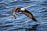 'Tis the season! Watch hundreds of Bald Eagles soar on the Eagle Watching Cruise through Jan. 3.