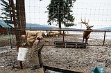 Home, home on the range, where the elk and the bison play