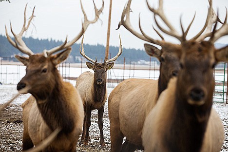 &lt;p&gt;A group of young bull elk watch the activity near their pen. There are currently 110 elk on the 750-acre ranch that are available as a meat source, but hunting opportunities are also possible.&lt;/p&gt;