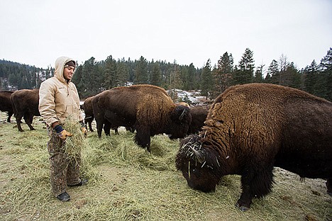 &lt;p&gt;Christian Starr feeds the ranch&#146;s oldest bison, Likeable, right, who is mostly blind. Thunder, center, has taken the older bison&#146;s place as the dominant bull.&lt;/p&gt;