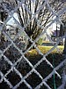 Holiday hoar frost