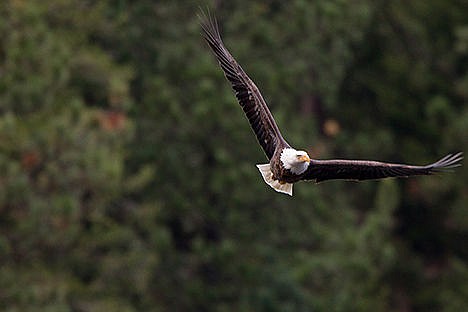 &lt;p&gt;Higgens Point day use area provides an evergreen backdrop as a bald eagle soars on Wednesday, November 21, 2012.&lt;/p&gt;