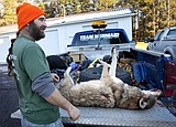 Environmentalists ask judge to halt wolf derby