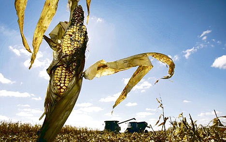 &lt;p&gt;An ear of corn sits on a stalk as Tim Recker harvests a field near Arlington, Iowa, in September 2007. Increased commodity prices and strong demand have sent prices of farmland skyrocketing.&lt;/p&gt;