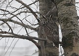 Christmas bird count