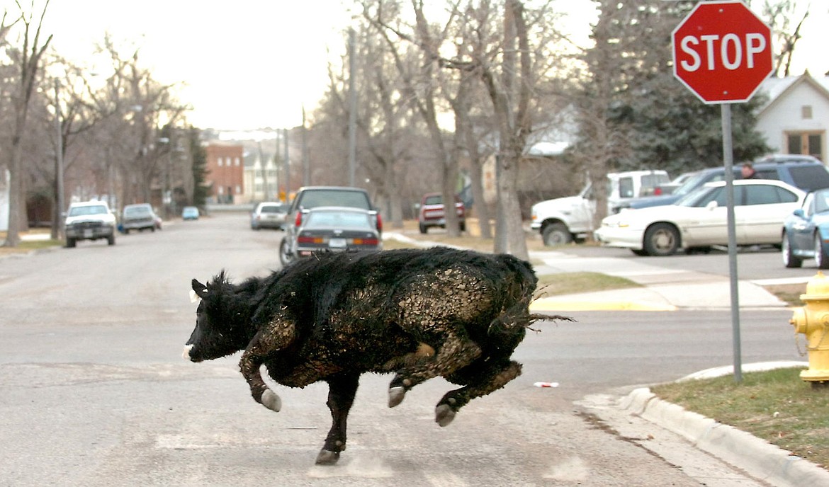 &lt;p&gt;A cow named Molly B makes a dash onto Eighth Avenue South in Great Falls while running from law enforcement officers on Jan. 5, 2006. Molly B jumped a 5 1/2-foot fence at a slaughterhouse and led authorities on a six-hour chase across the Missouri River and several neighborhoods. (AP file photo/Robin Loznak)&lt;/p&gt;