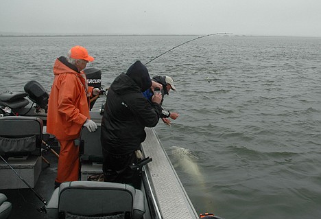 &lt;p&gt;In this 2012 photo, Bill Monroe, left, watches as fishing guide, Bob Rees, right, grabs the line to haul in a sturgeon in the Columbia River near Hammond, Ore. The downward trend in the number of legal-size sturgeon in the lower Columbia River has stopped and the population has started to increase.&lt;/p&gt;