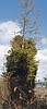 Dwarf mistletoe not so jolly