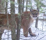 A close encounter of the lion kind