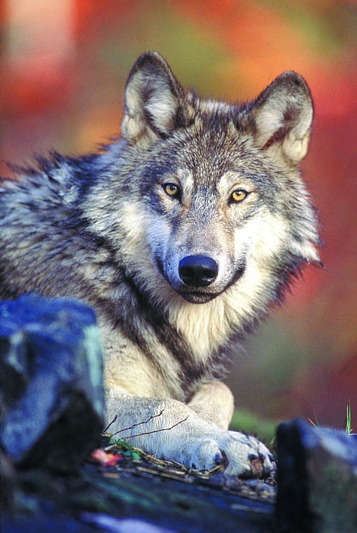 <p>Endangered species protections were lifted for gray wolves in Montana in 2011.</p>
