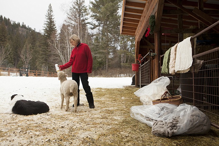 &lt;p&gt;Diane Ward feeds Spencer, a late-season merino lamb, a bottle of
milk at Round Prairie Farms outside Whitefish on Tuesday afternoon.
Bags of processed merino wool rest against the fence of the sheep
barn.&lt;/p&gt;