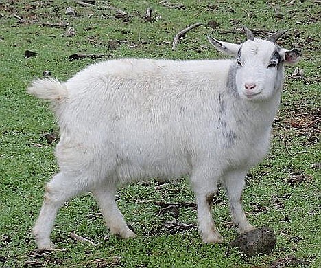 &lt;p&gt;Snowball, a Myotonic (fainting) goat.&lt;/p&gt;