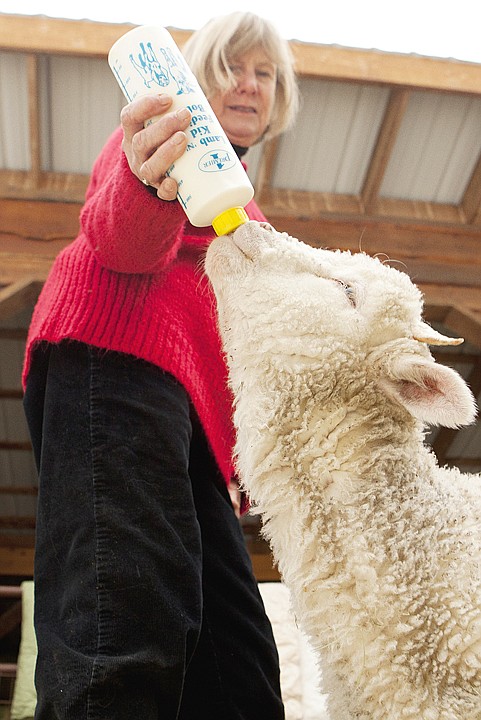 &lt;p&gt;Diane Ward feeds Spencer the ram a bottle Tuesday afternoon.&lt;/p&gt;