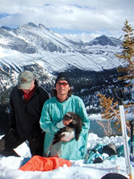 Veterinarian Dan Savage of Kalispell and wildlife biologist Jeff Copeland are shown with a 12-week-old wolverine kit that had just had a transmitter implanted in it. Rick Yates photo