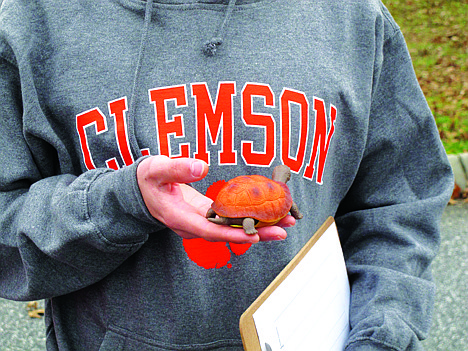 &lt;p&gt;In this Dec. 12, 2012 photo, Clemson University student Nathan Weaver holds a fake turtle he is using in his research to try and save the animals in Clemson, S.C. Weaver is placing the fake turtle in roads near campus and seeing how many drivers intentionally run over it.&#160;&lt;/p&gt;