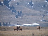 Early hunt studied for Eureka elk