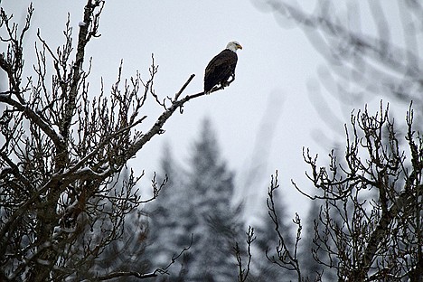 &lt;p&gt;An eagle rests on a branch along the shoreline of Beauty Bay on Lake Coeur d'Alene.&lt;/p&gt;