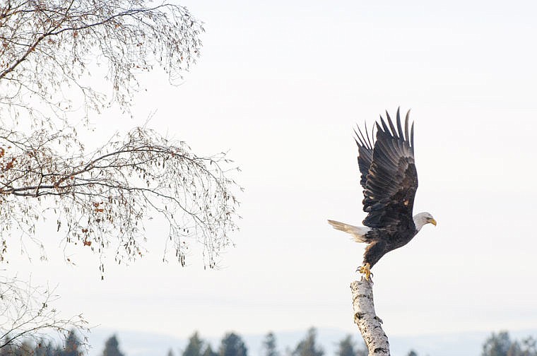 &lt;p&gt;A bald eagle Thursday afternoon near Creston. Dec. 19, 2013 in Creston, Montana. (Patrick Cote/Daily Inter Lake)&lt;/p&gt;