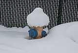 Adopt, dig out a fire hydrant