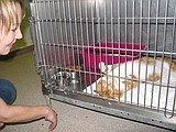 Animal shelter addresses concerns