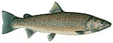 Park plans more lake trout netting