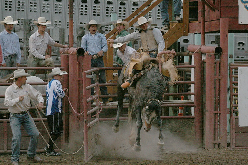 <p>A cowboy goes for a wild ride at the Mineral County Fair in Superior.</p>