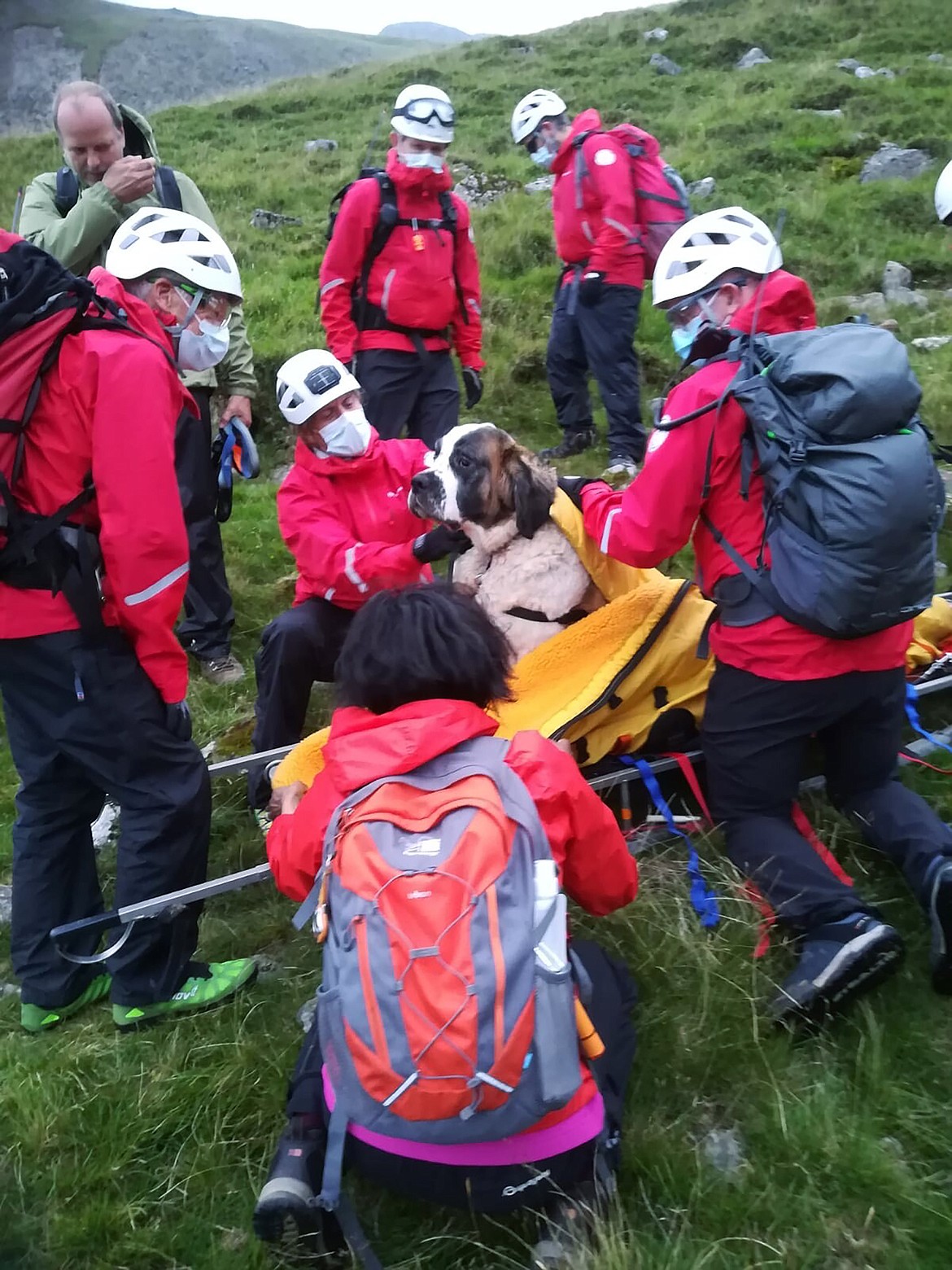 Volunteers from Wasdale mountain rescue team take turns to carry 121lb (55kg) St Bernard dog, Daisy from England's highest peak, Scafell Pike, Sunday July 26, 2020. The mountain rescue team spent nearly five hours rescuing St Bernard dog Daisy, who had collapsed displaying signs of pain in her rear legs and was refusing to move, while descending Scafell Pike. The Wasdale Mountain Rescue team rely on public contributions to their JustGiving.com/wasdalemrt page to fund their mountain safety efforts. (Wasdale Mountain Rescue via AP)