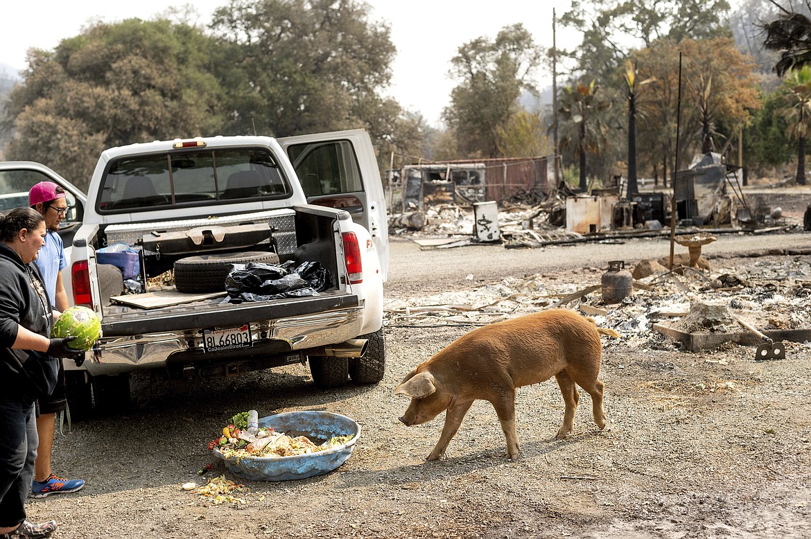 Gina Souza feeds her neighbor's pigs following the LNU Lightning Complex fires in Napa County, Calif., Monday, Aug. 24, 2020. Souza, who stayed behind after authorities issued evacuation orders and saved her home, was caring for a neighbors' animal until they can return. (AP Photo/Noah Berger)