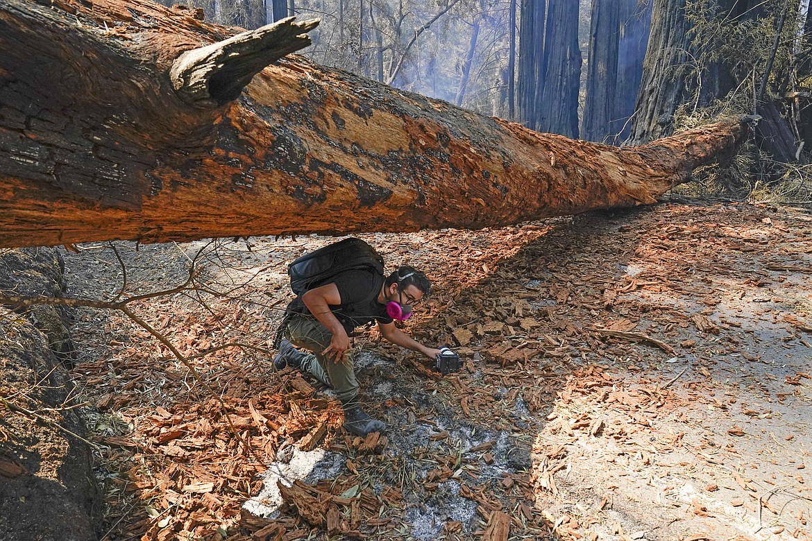 Independent journalist Eric Ananmalay crosses under a fallen tree, damaged by the CZU August Lightning Complex Fire Monday, Aug. 24, 2020, in Big Basin Redwoods State Park, Calif. (AP Photo/Marcio Jose Sanchez)