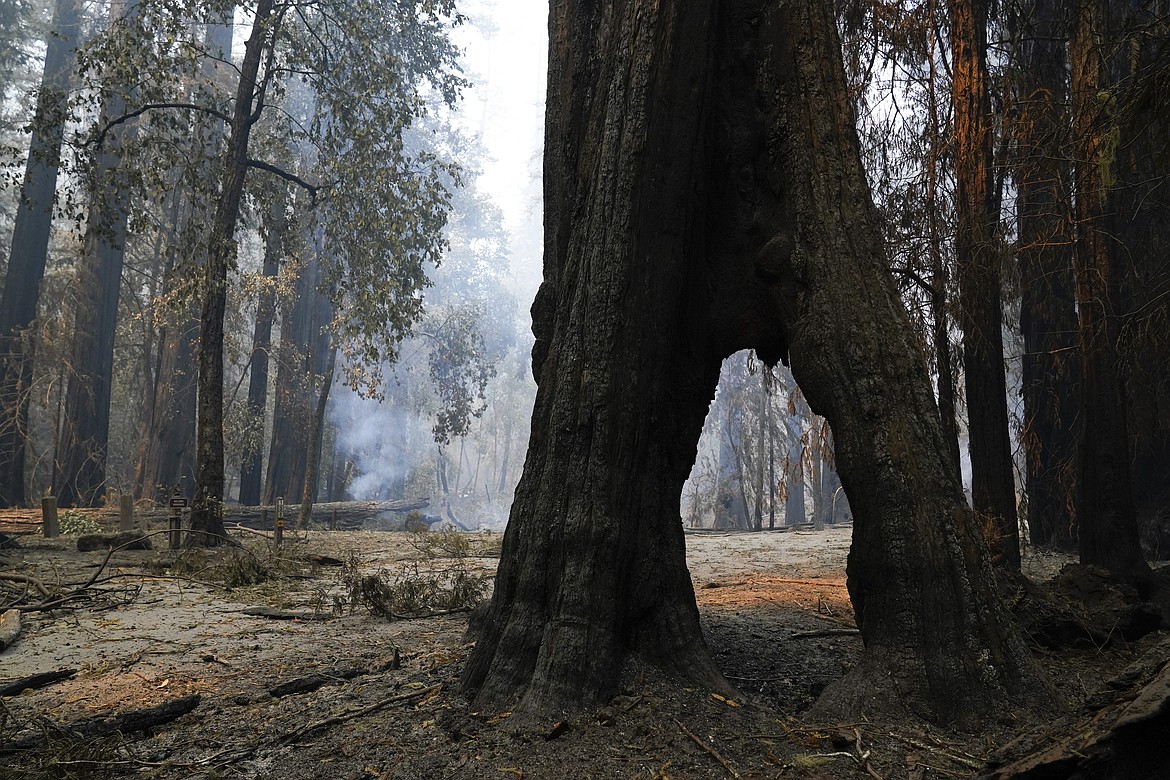 A redwood forest smolders after the CZU August Lightning Complex Fire passed through Monday, Aug. 24, 2020, in Big Basin Redwoods State Park, Calif. (AP Photo/Marcio Jose Sanchez)