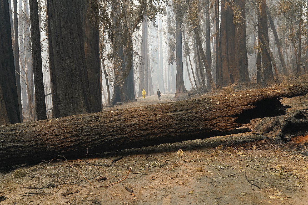 A fallen old-growth redwood tree falls over a road leading up park headquarters Monday, Aug. 24, 2020, in Big Basin Redwoods State Park, Calif. (AP Photo/Marcio Jose Sanchez)